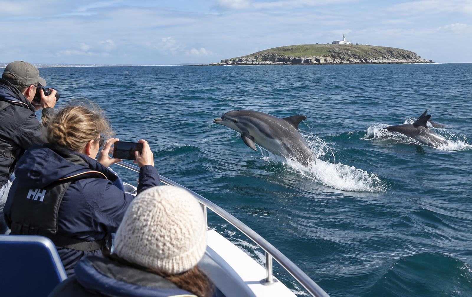 Dolphins in Algoa Bay