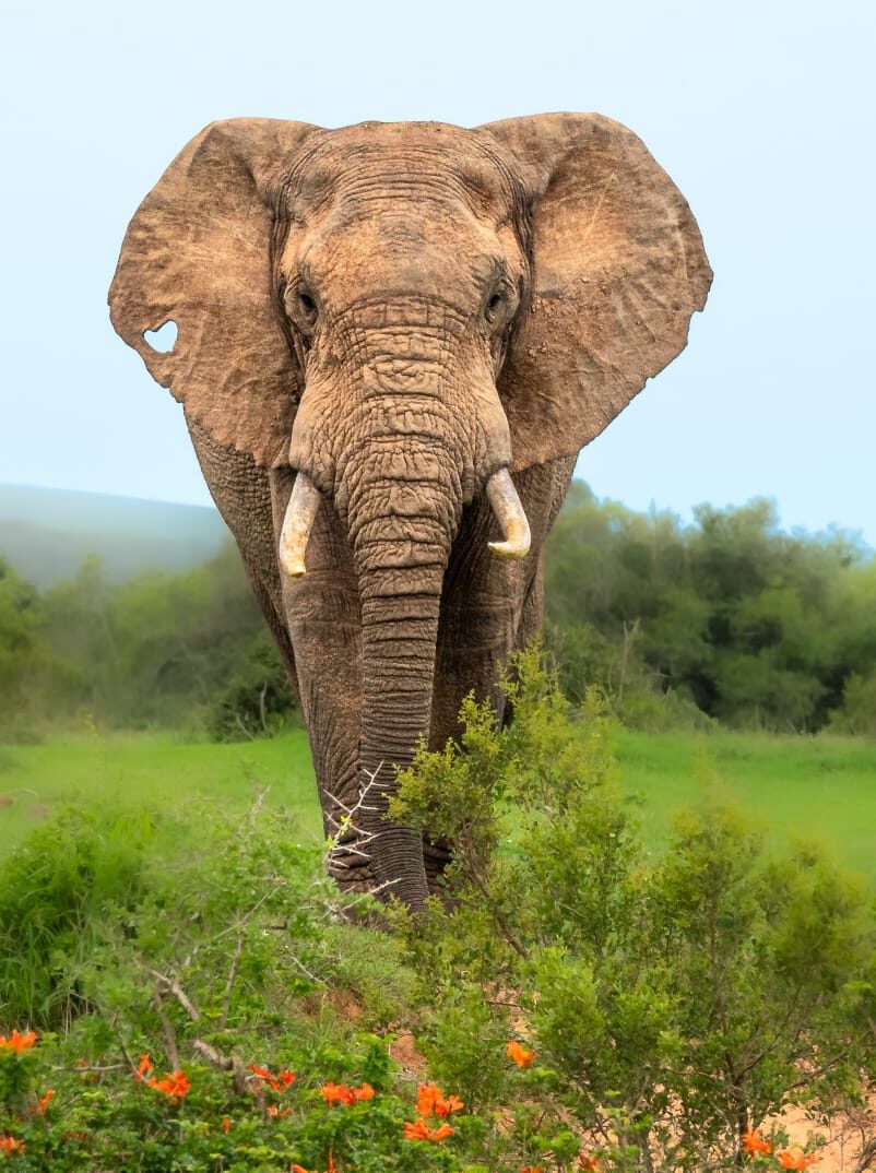 Elephant bull in Addo