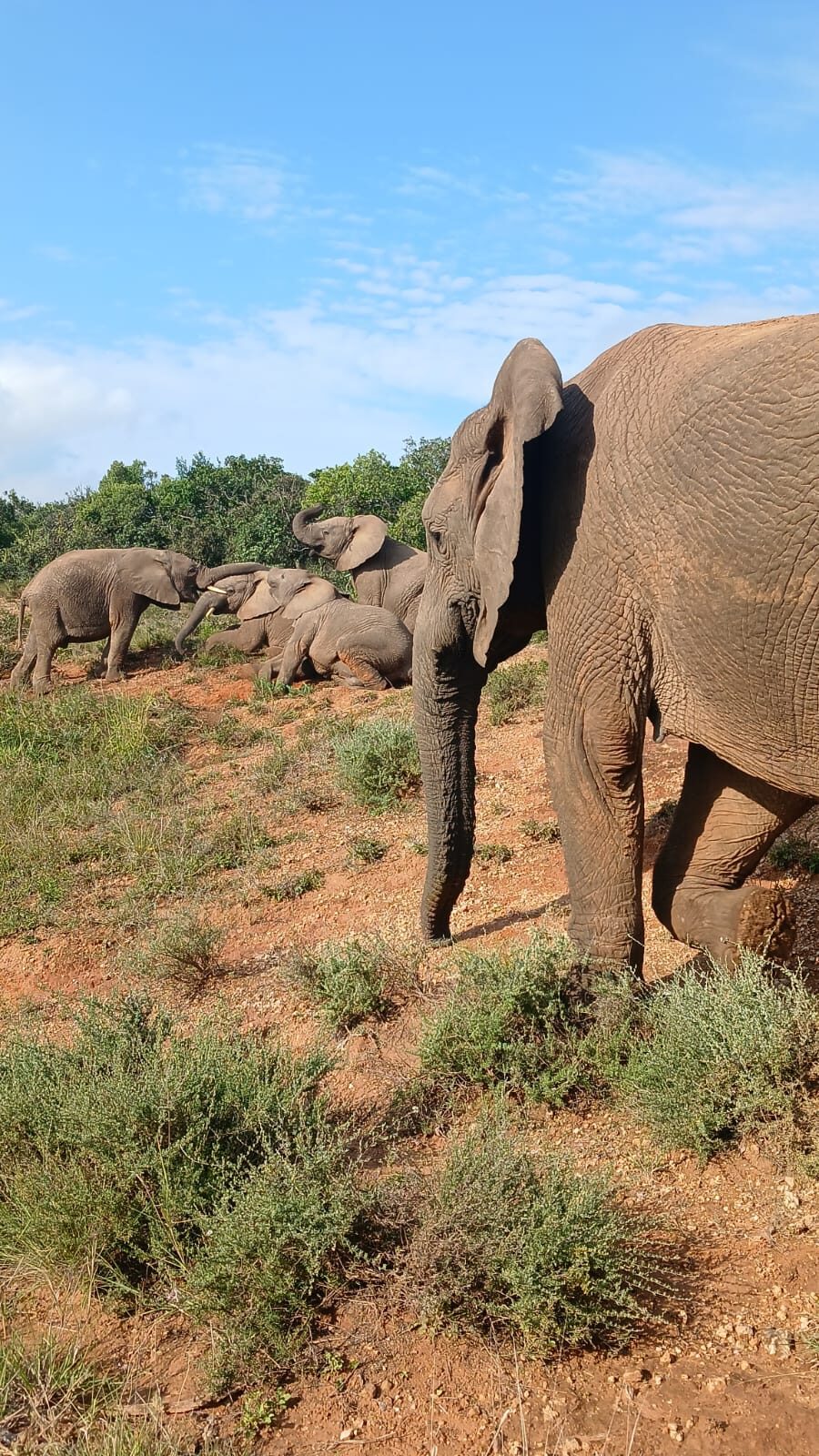 Elephant passing close by