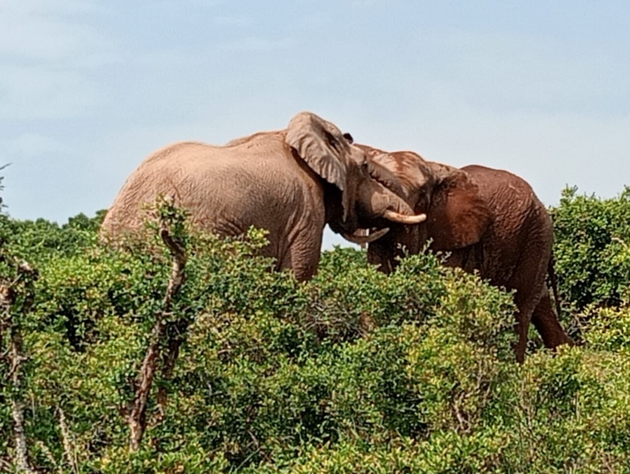 Two elephants greeting