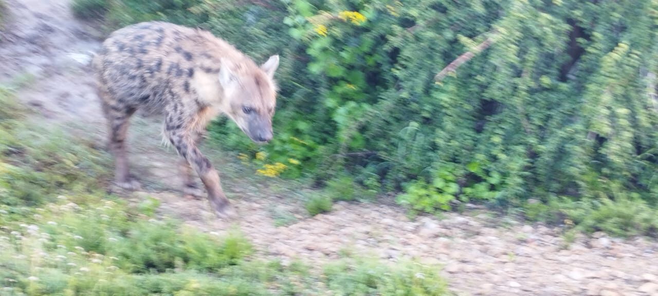 Hyena slipping into the bush