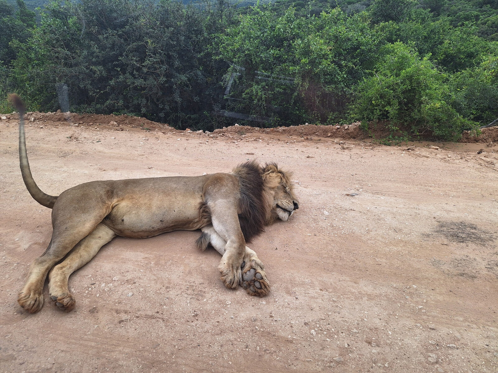 Male lion resting on a reserve road