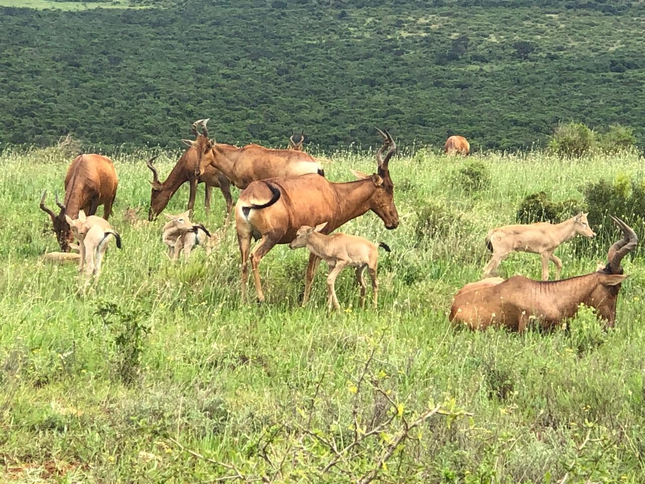 Red hartebeest herd