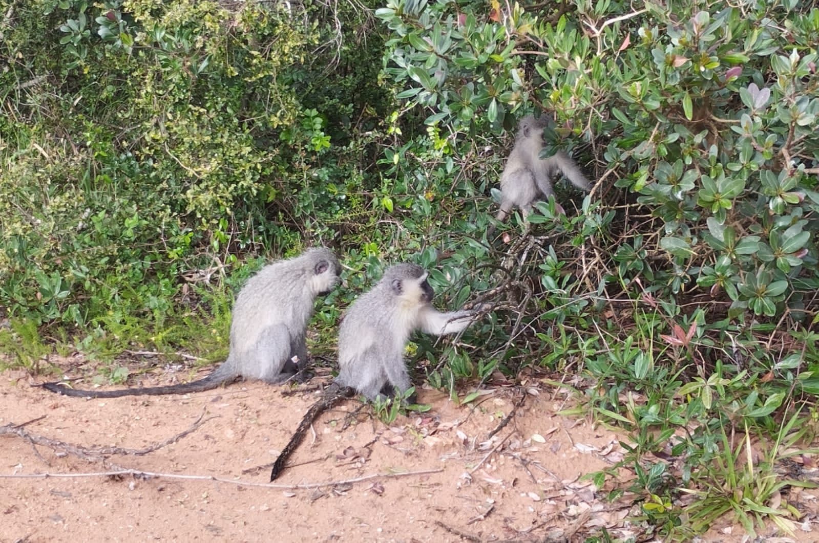 Vervet monkeys by the track