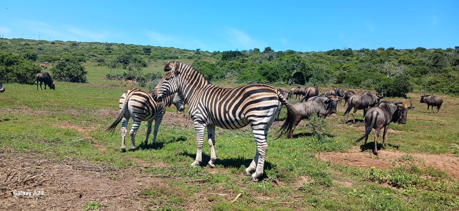 Zebra and wildebeest